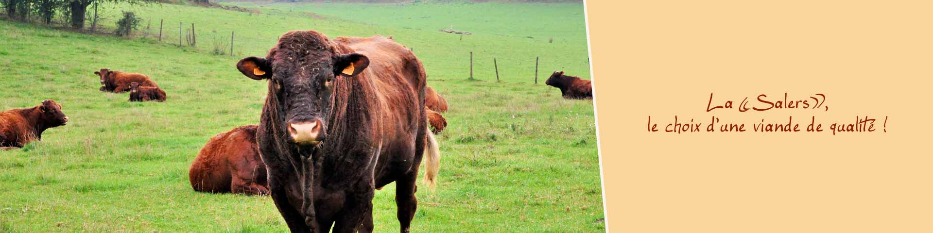 La «Salers», le choix d'une viande de qualité !